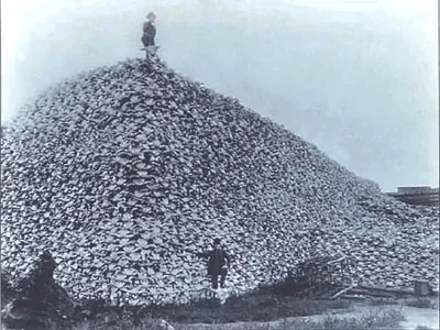 Two men stand with a minimum of 15,000 bison skulls (circa late 1800s).